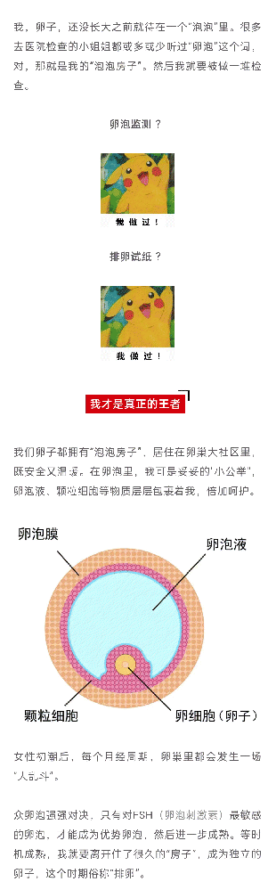 什么样的卵泡会胜出